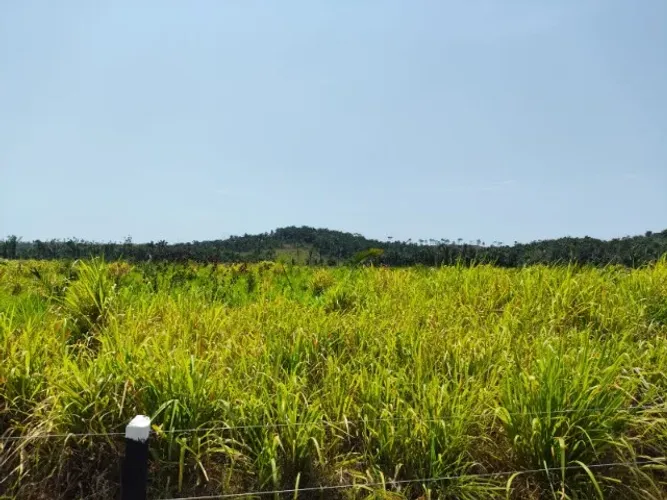 Fazenda em Vargem Grande do Maranhão
