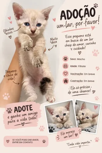? 5 Gatinhos para Adoção Responsável - Precisam de um Lar ?