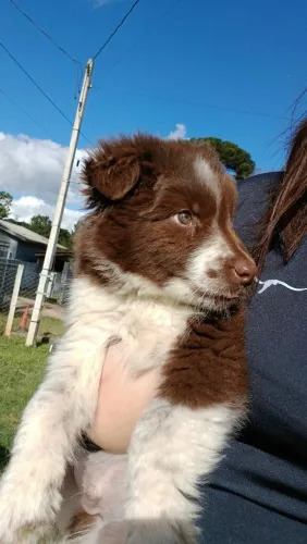 Boder collie macho