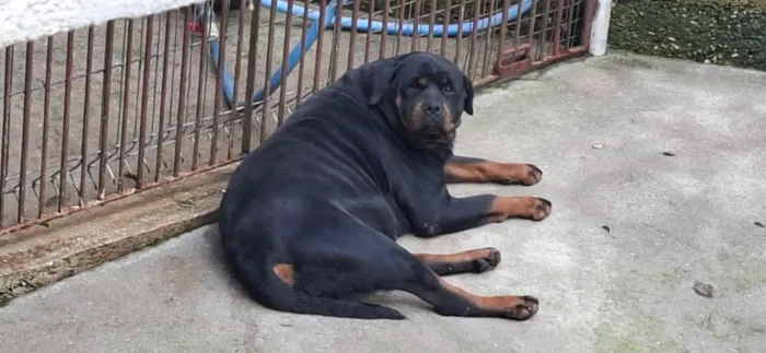 Fêmea rottweiler adulta doação