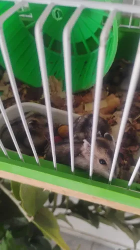 Hamster