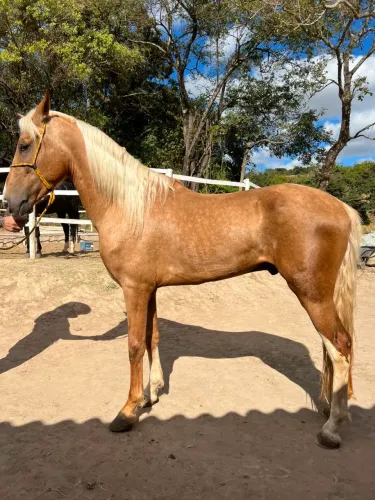 Cavalo Baio Loiro