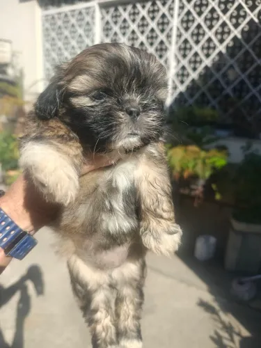 Vendo Shih Tzu