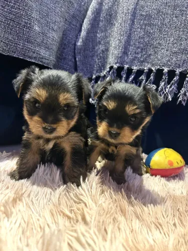 Lindos filhotes de Yorkshire 