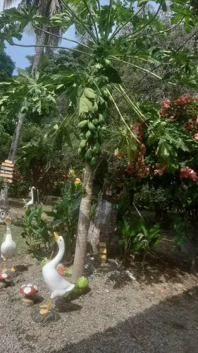 Chacara em sta candida 320.000
