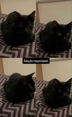 Gatinho lindo precisando de um lar amoroso