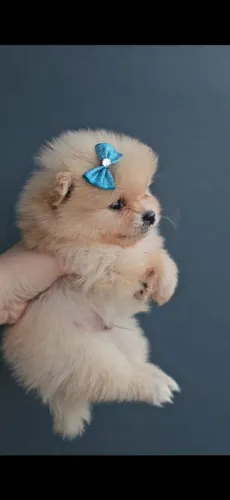 Lulu da Pomerânia anão