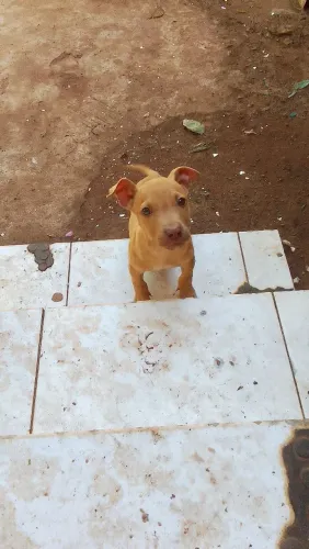 Vende - se filhote de Pitbull