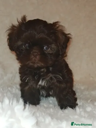 Filhotes Macho e Fêmea Sociáveis Shih tzu/shitzu SP