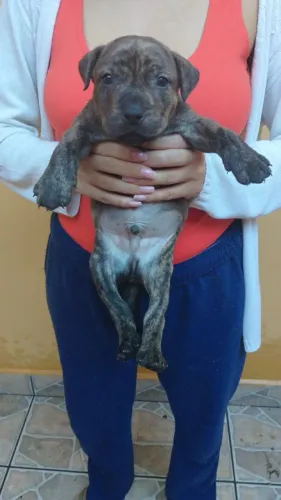 Pit Bull 