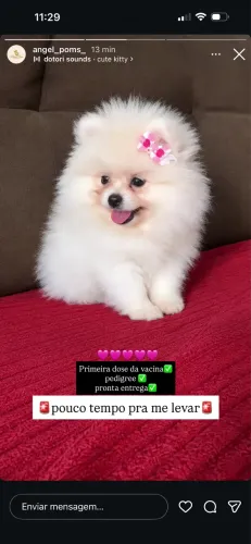 Vendo fêmea spitz alemão