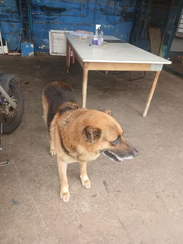 Estou doando esse cachorro