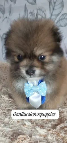 spitz alemão anão garanta hoje seu entrega já
