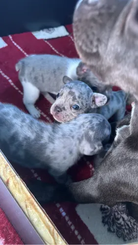 Filhotes de Buldogue Francês a venda