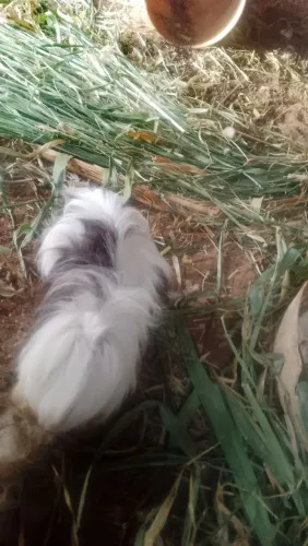Lindo pet