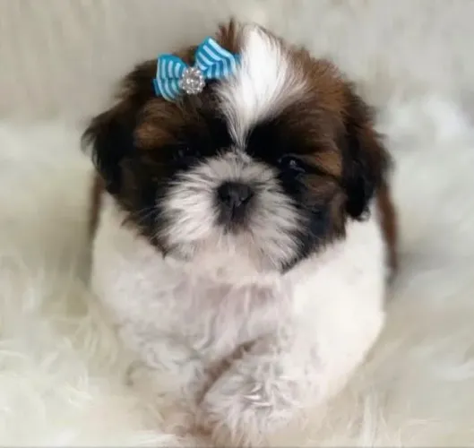 Shih Tzu fêmea Mine legítima