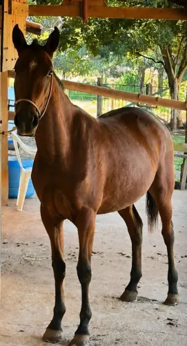 Égua Mestiça American trotter