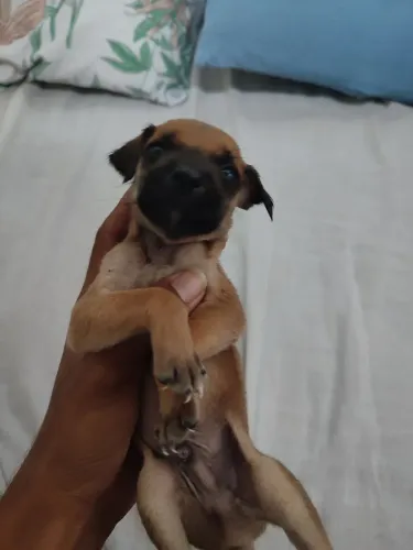 Filhotes de cachorros MACHOS