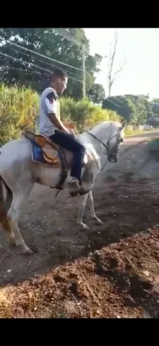 Égua mansa - está á um tempo sem montar precisa de repasses