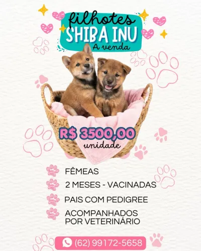 Shiba Inu - o cachorro que será o seu próximo melhor amigo