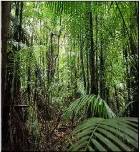 Vendo Fazenda com 3.339ha em  Anajás - PA