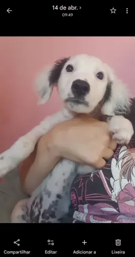 Doa-se Cachorro Macho 6 Meses - Border com Dálmata