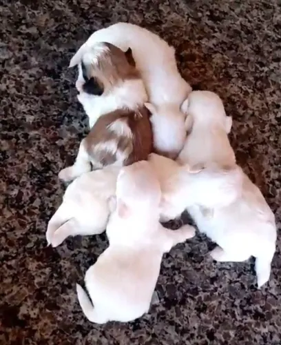 Shitzu Raça Pura Criados em casa LINDOS