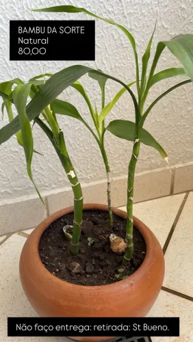 Bambu da Sorte Natural 80,00 último 