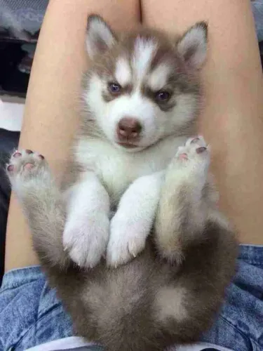 Filhote husky siberiano, A felicidade tem quatro patas e está esperando por você!