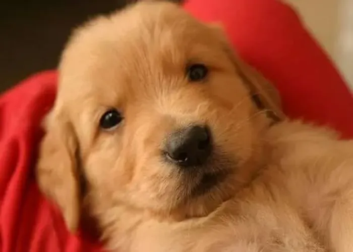 Golden retriever  doura/dos 