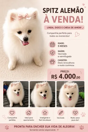 Spitz alemão Fêmea