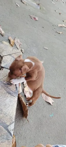 VENDO FÊMEA DE PITBULL APBT