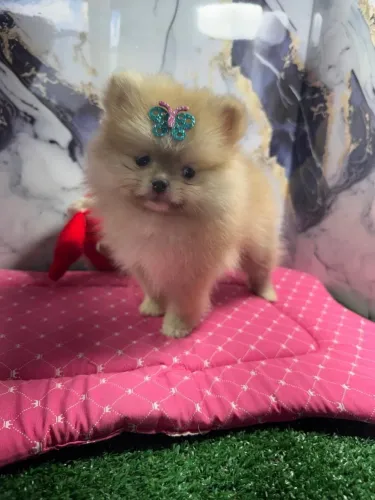 Lulu da pomeranea anao ursinho com 62 dias