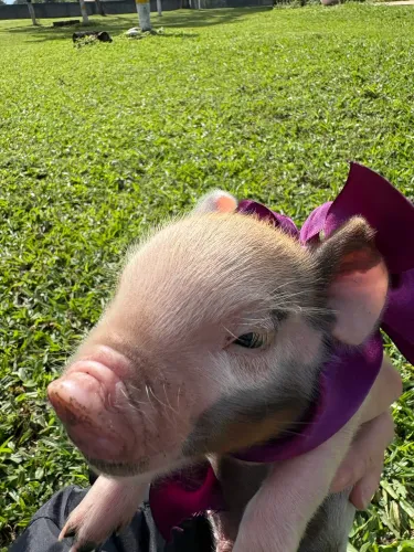 Miniporcos a venda Rj