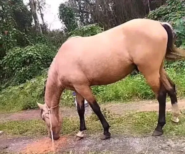 Cavalo