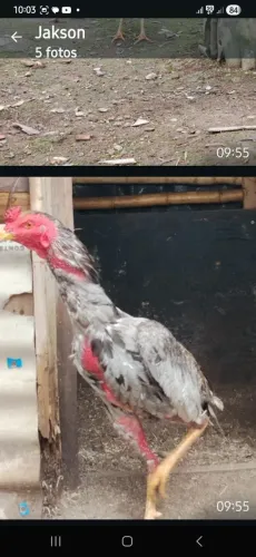 Galo indio 