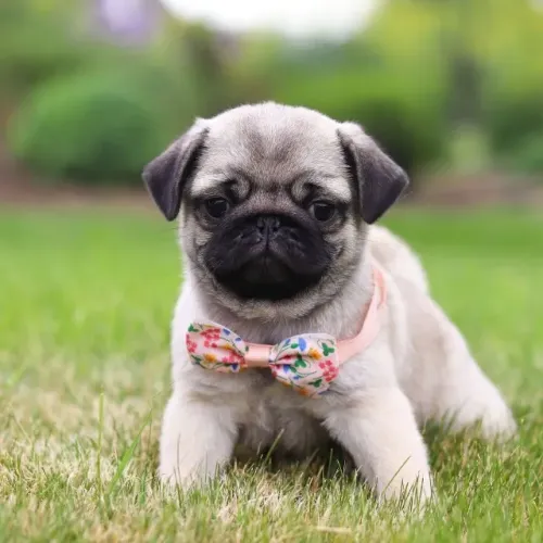 Filhotes de Pug | Seu próximo amigo pode conquistar você de um jeito inesperado!