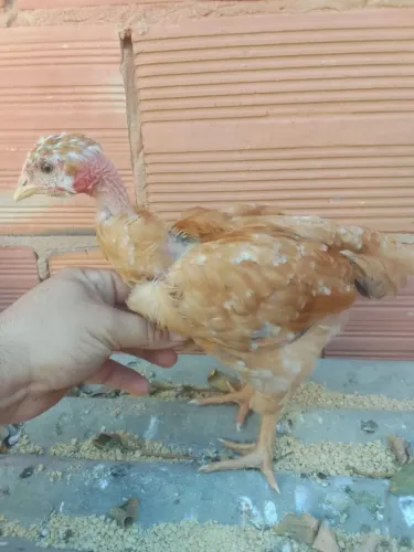 Vendo frangas de 35 dias