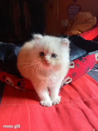 Gato fêmea Angora
