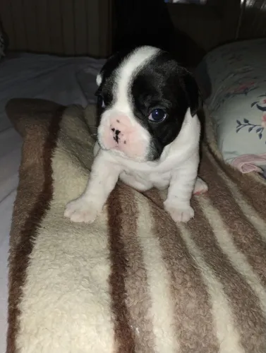 Vendo filhotes de Bulldog francês