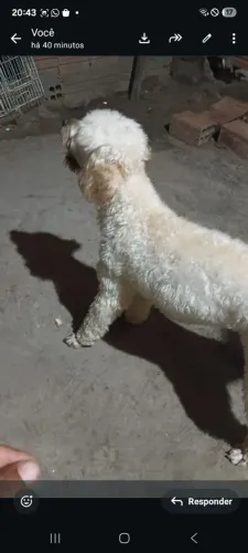 Cachorro