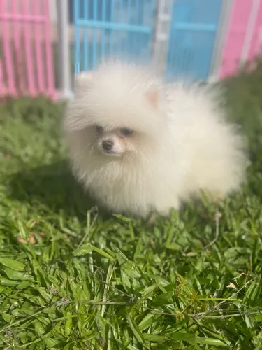 Spitz alemão (Lulu da pomerânia