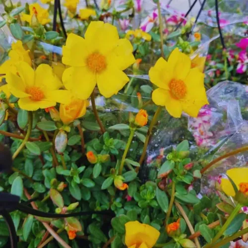 Mudas de flores de onze horas amarelo 