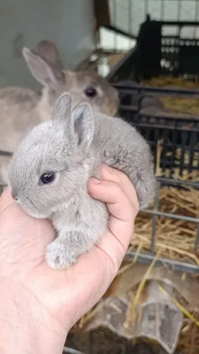 Coelhos mini