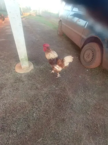 Galo caipira