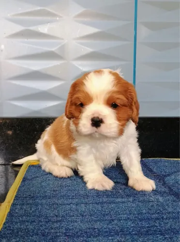 Cavalier lindos filhotes 
