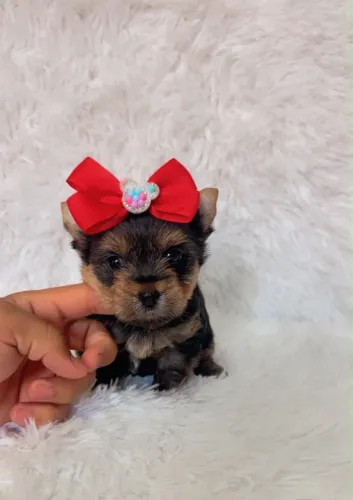 YORKSHIRE TERRIER COM GARANTIA