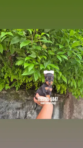 Graciosos filhotes Pinscher  