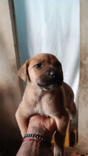 Doação de cachorro