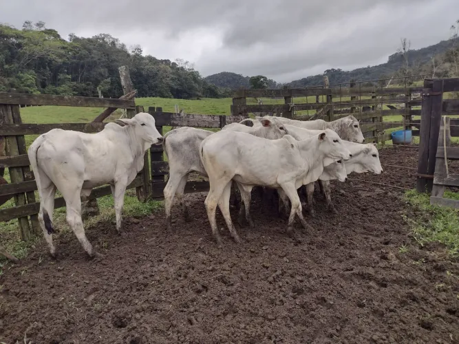Terneiros / Bezerros Nelore x Brahman